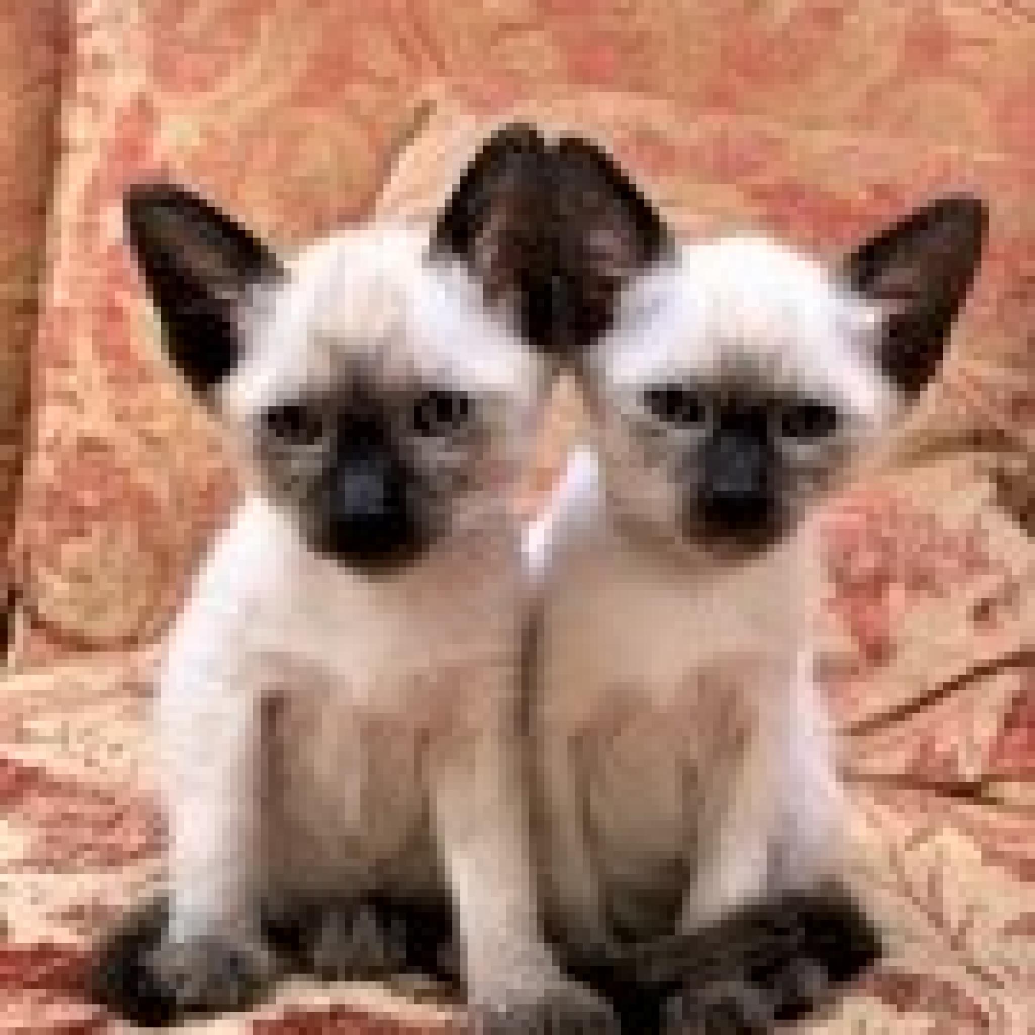 siamese-kitten-list-old-style-siamese-club