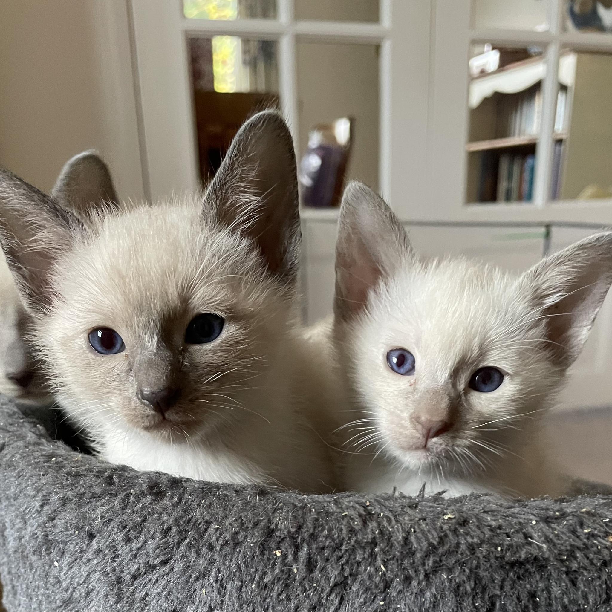 Siamese Kitten List - Old-style Siamese Club