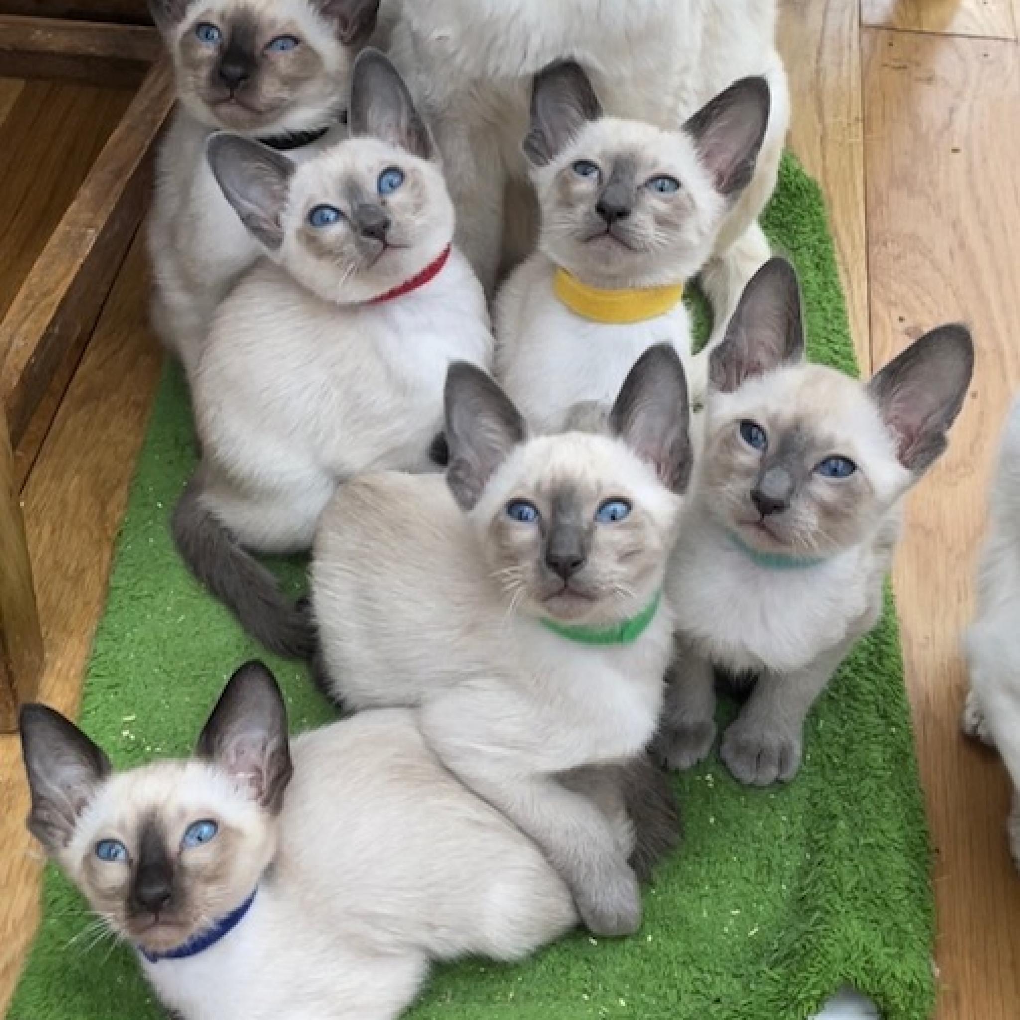 Siamese Kitten List - Old-style Siamese Club